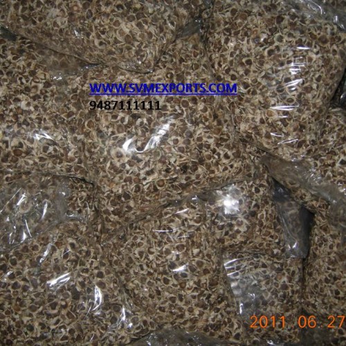 Moringa oleifera seed pkm1